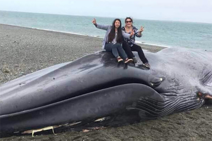 Жители Чили выцарапали ножом послания на туше мертвого кита