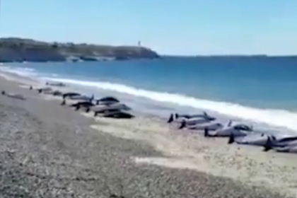 Десятки дельфинов выбросились на берег Аргентины