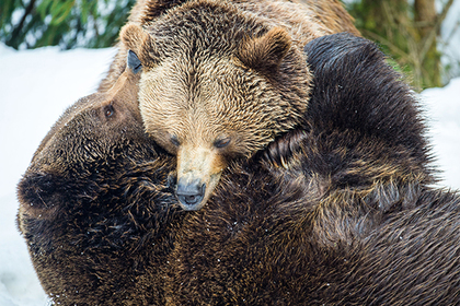 Румыны ополчились на медведя за кражу спиртного