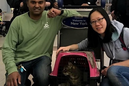 Беглая кошка больше недели скрывалась от полиции в аэропорту Нью-Йорка