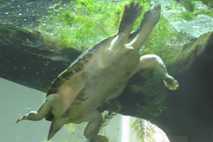 Дышащая гениталиями «черепаха-панк» оказалась на грани вымирания