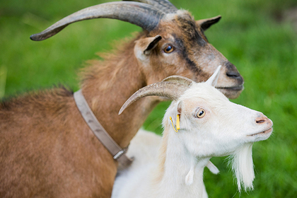 Голодные посетители контактного зоопарка зарезали козу и поплатились