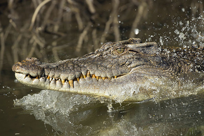 Крокодил съел школьника на глазах у брата
