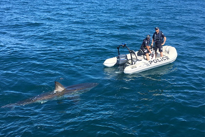 Огромная белая акула увязалась за полицейскими на моторной лодке