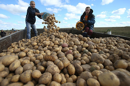 Россия пригрозила запретить белорусскую картошку