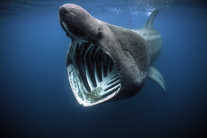 Сотни гигантских акул стали собираться в огромные стаи у берегов США