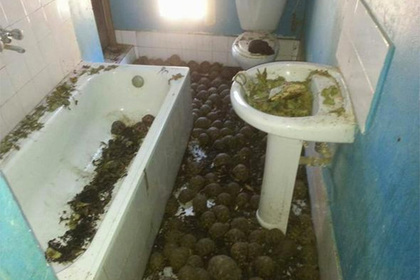 Тысячи плененных черепах нашли по «ошеломляющему зловонию»