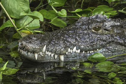 В реку выпустили четырехметрового крокодила-людоеда