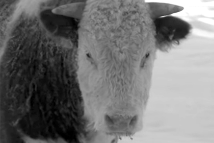 Знаменитый морозостойкий бычок умер в Якутии