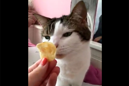 Кошка понюхала чипсу и сильно пожалела