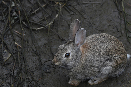 В Британии объявился серийный метатель мертвых кроликов
