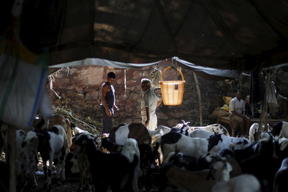 Индусы насмерть забили мусульманина из-за коровы