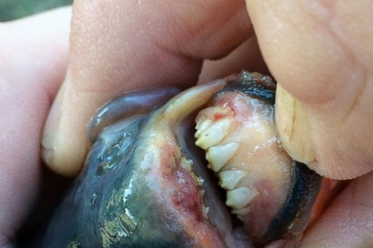 Юная рыбачка выловила пиранью с человеческими зубами