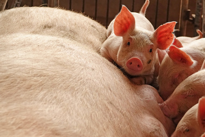 Армения запретила свинину из России из-за африканской чумы