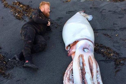 Найденный на берегу огромный кальмар оказался вдвое больше человека