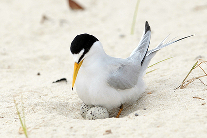 Пляжных волейболистов посчитали причиной гибели птиц в США