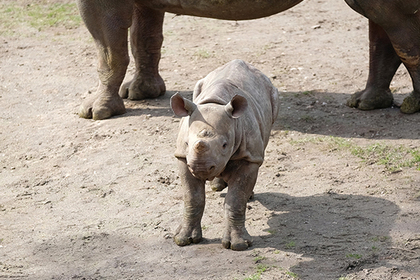 Потерявший мать детеныш носорога горестно звал ее три месяца