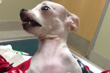 Реакция проглотившей наркотики собаки на хозяина прославила питомца