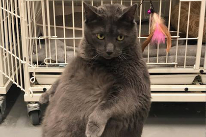 Вальяжный кот с ожирением заставил людей драться за право быть его хозяином