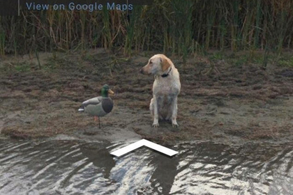 Встреча пса и пластиковой утки угодила на карты Google