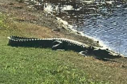 Гребнистый крокодил полгода прятался в канализации и попался