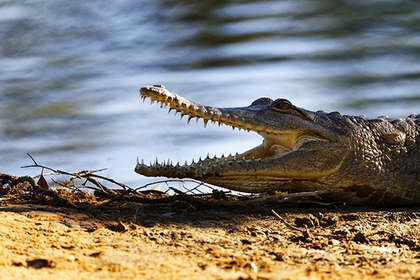 Сообразительный подросток отбил друга у крокодила
